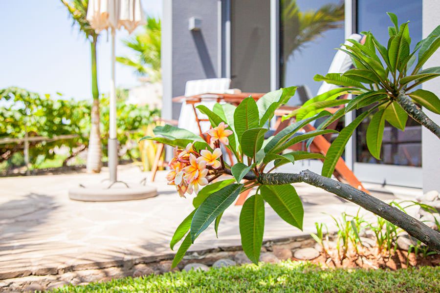 Quinta Golfinho Garden in Calheta